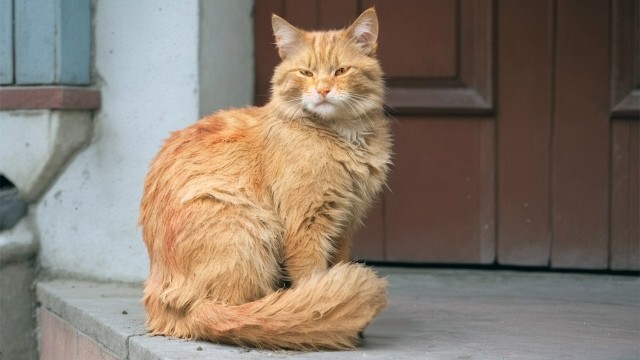 Рыжий. Сказка