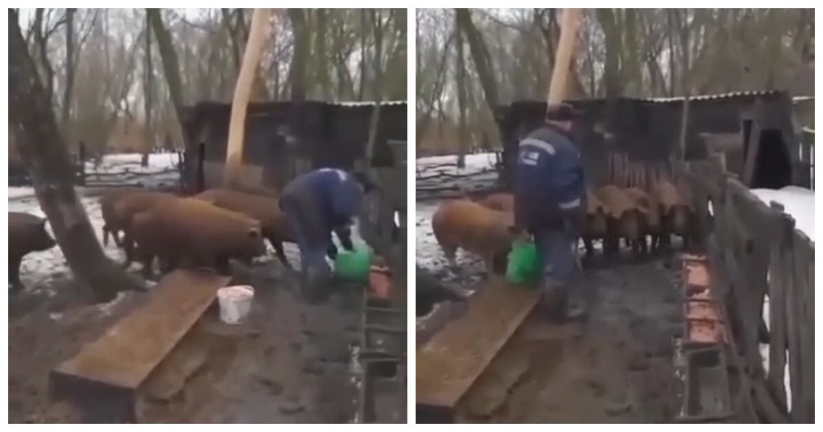 Пенсионер с военным прошлым кормит свиней, отдавая им строгие приказы