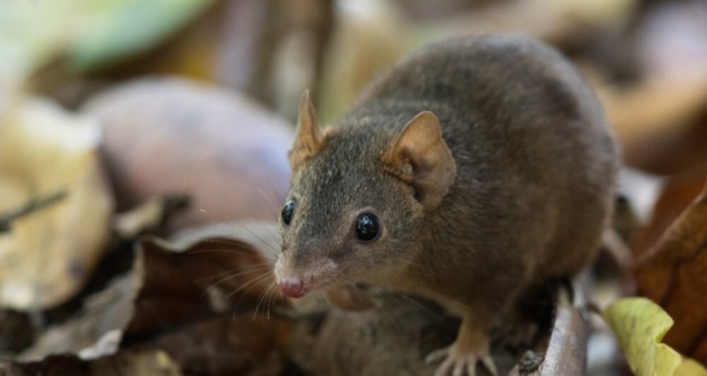 Смерть от секса 