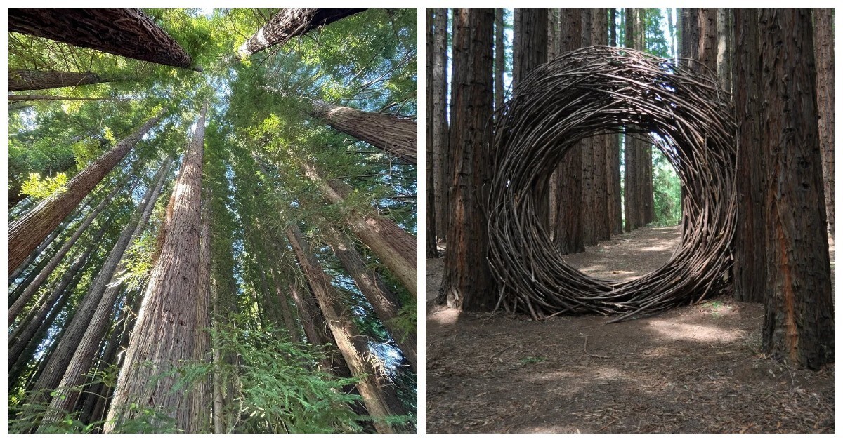 Австралийский лес из калифорнийских секвой с вплетениями магии