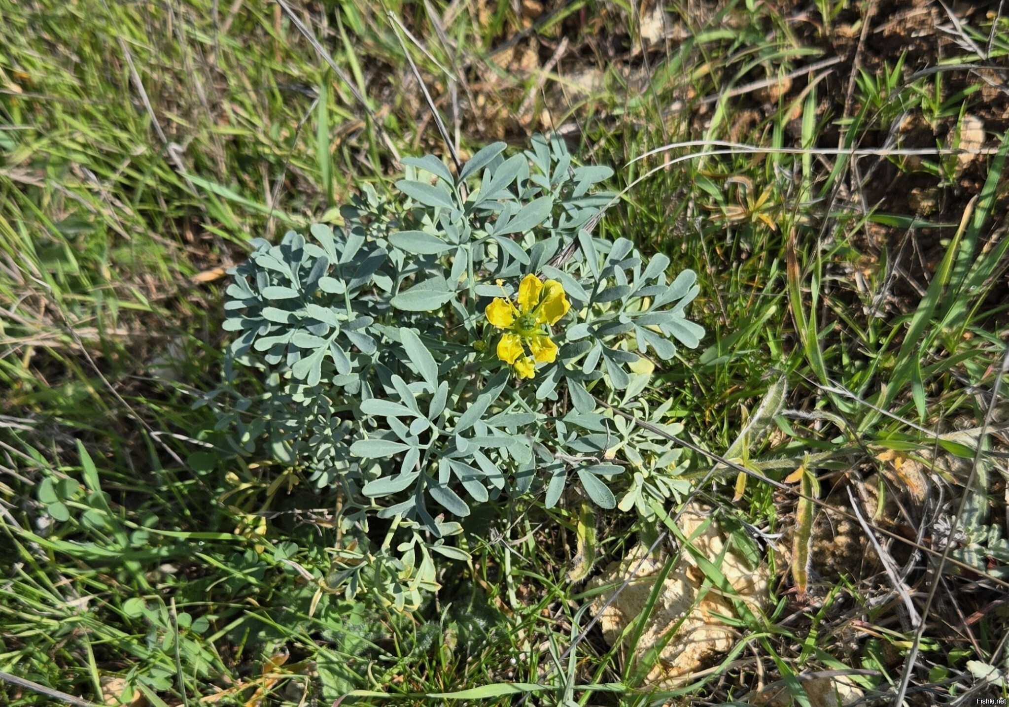 Правильная осень  :