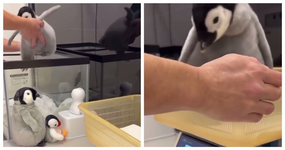 Как взвешивают пингвинят