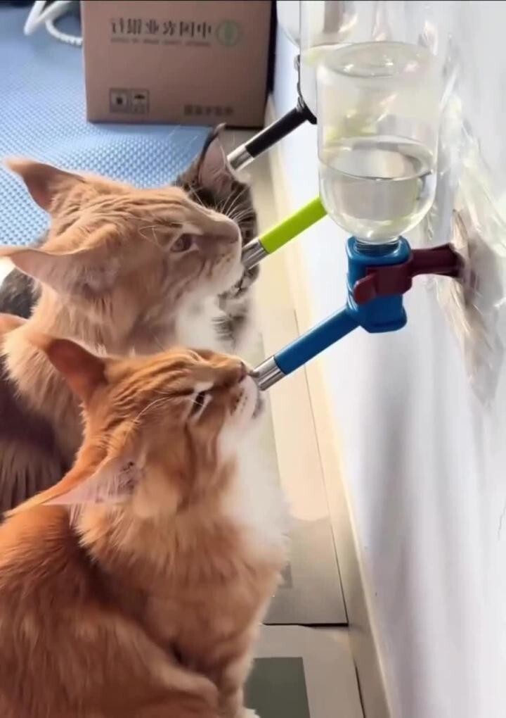 Синхронное жаждоуталение