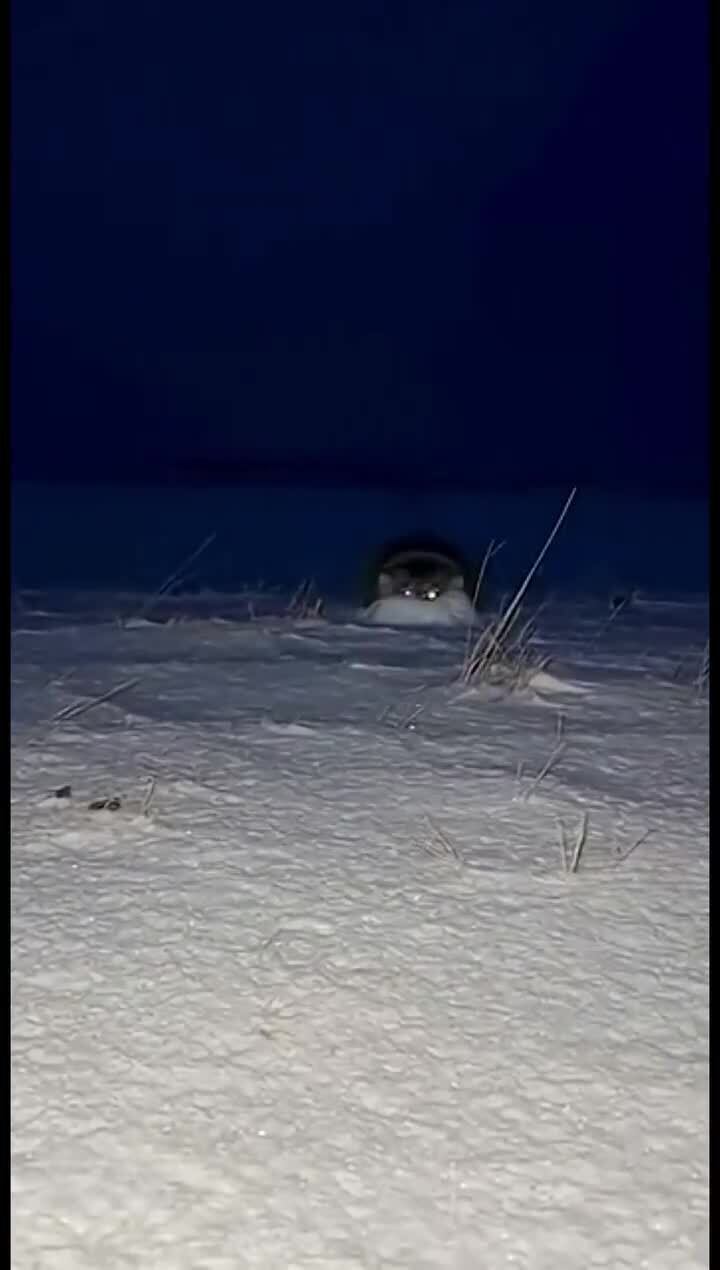 Какой красавец 