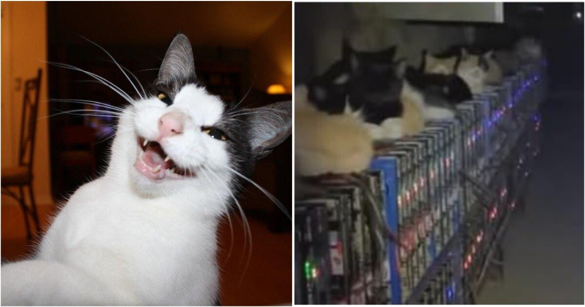 Коты против майнеров: как бездомные животные остановили криптоферму в Китае