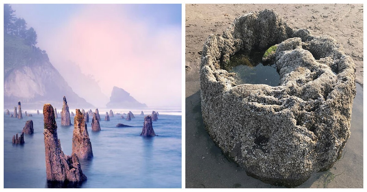 Лес-призрак Несковин – мистический страж орегонского побережья