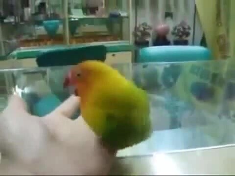 Попугай счастливой семьи