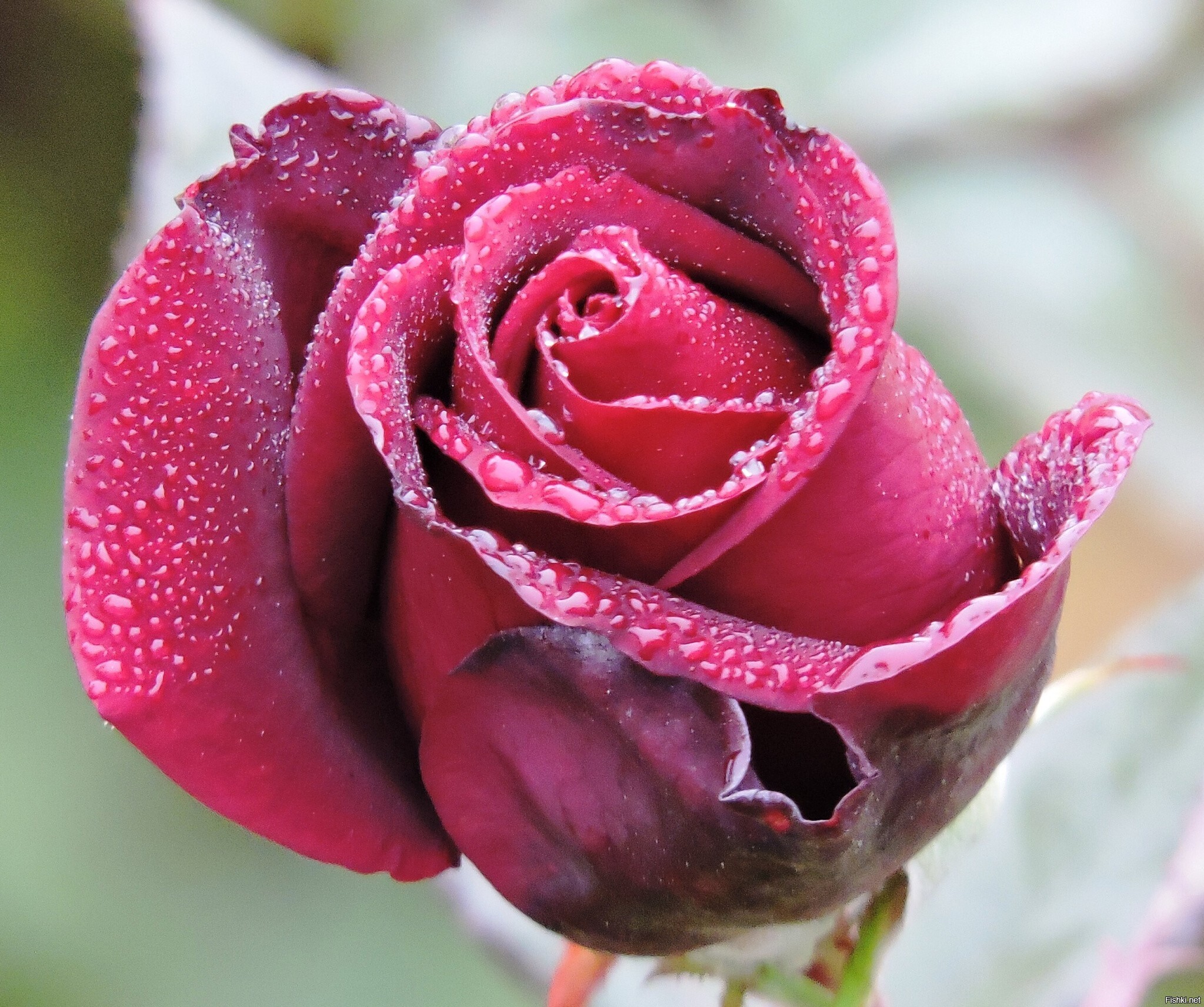 Туманное начало дня