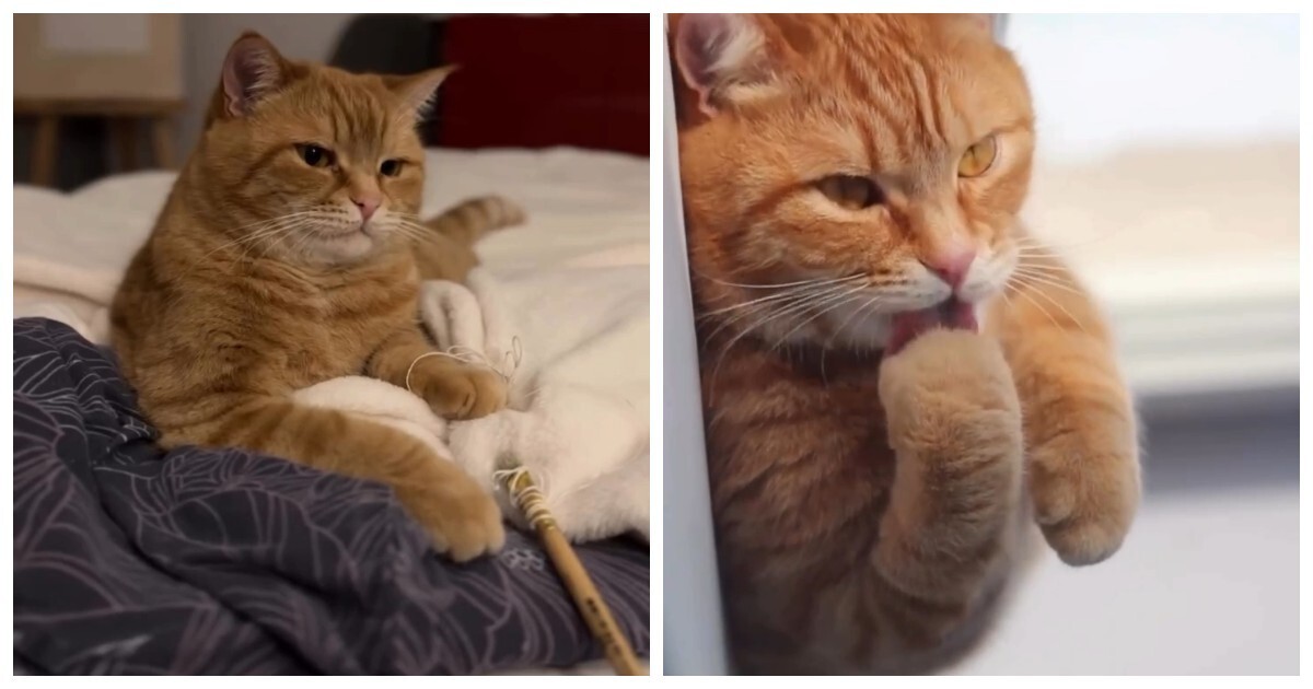 Кот-артист: девушка показала театральный талант питомца