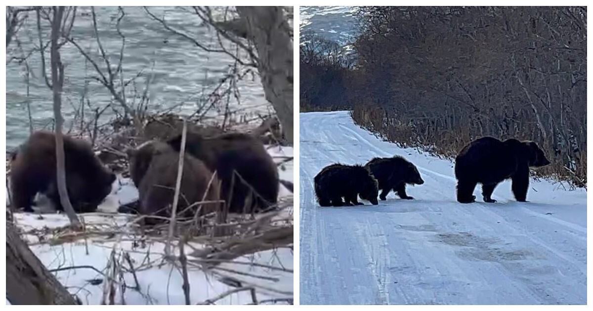 Медвежье семейство присвоило себе улов камчатских рыбаков