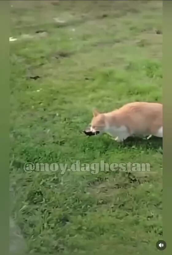 Шерстяная банда