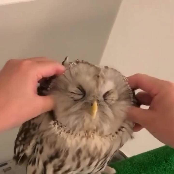 Пернатый кусь)