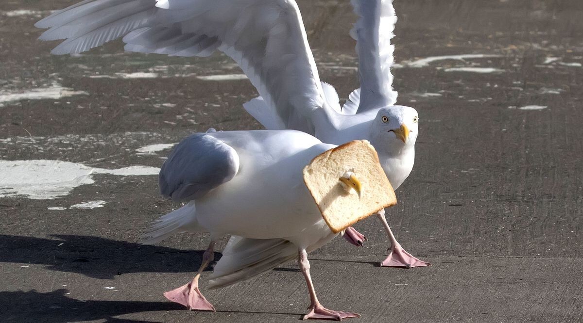 Из жизни чаек