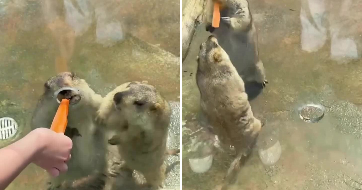 В  зоопарке два сурка устроили нешуточную драку, не поделив морковку