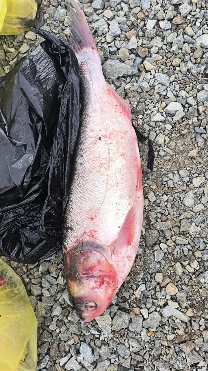 Толстолобик на 4 кг