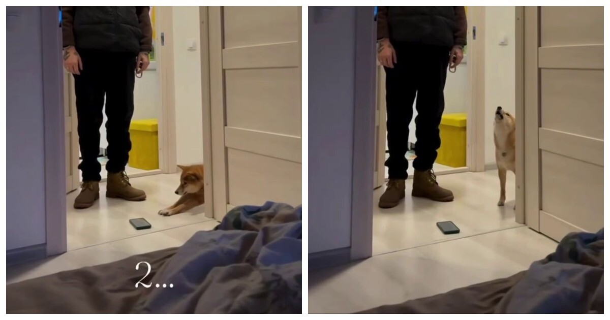 Пёс стал  будильником для хозяйки