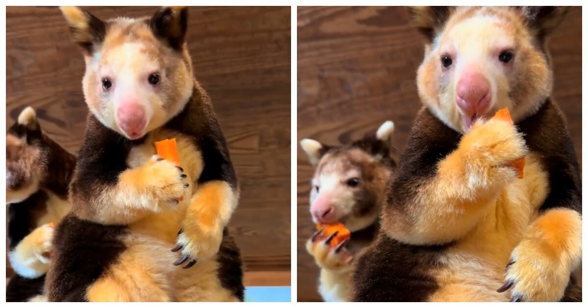 Древесные кенгуру, которые выглядят как смесь коалы и опоссума