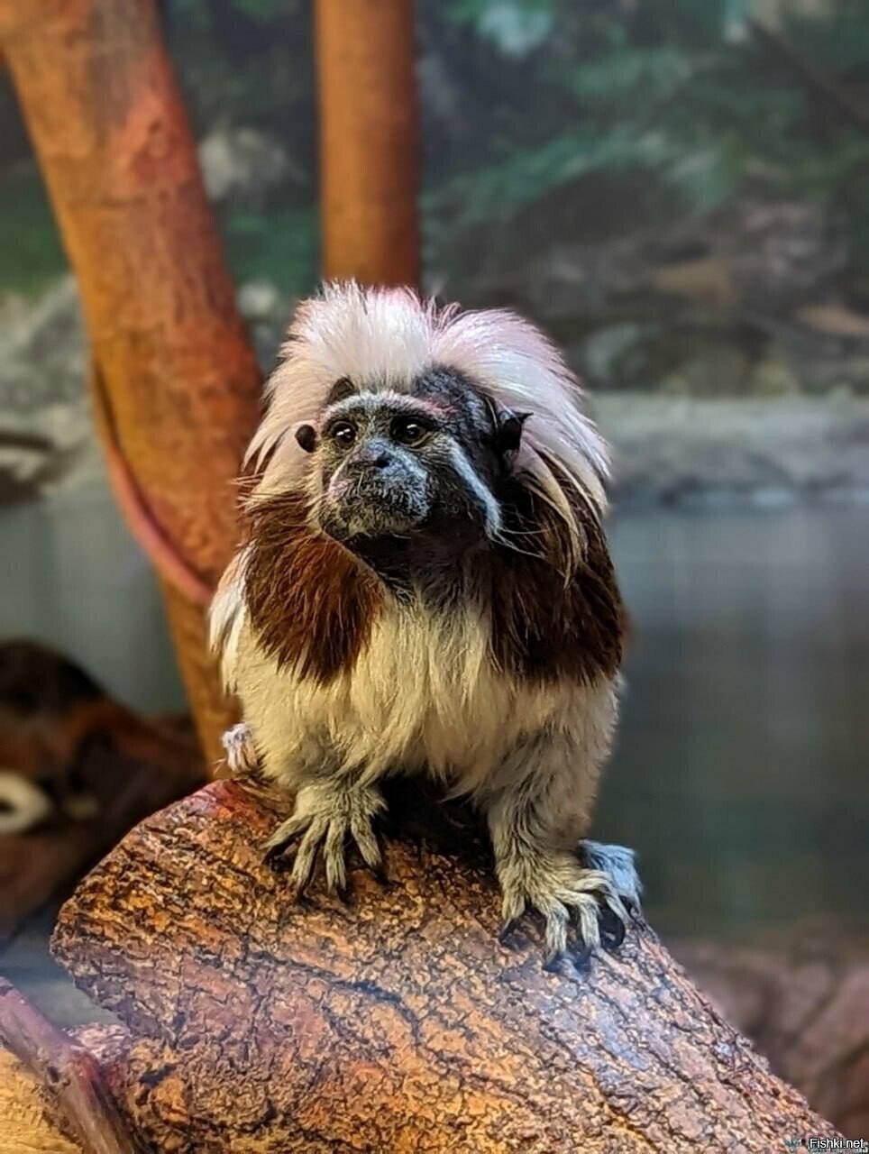 Эдипов тамарин , обыкновенный вид обезьян из рода тамаринов , проживает в Кол...