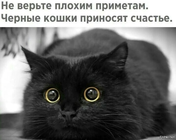 Сегодня день защиты черных котов