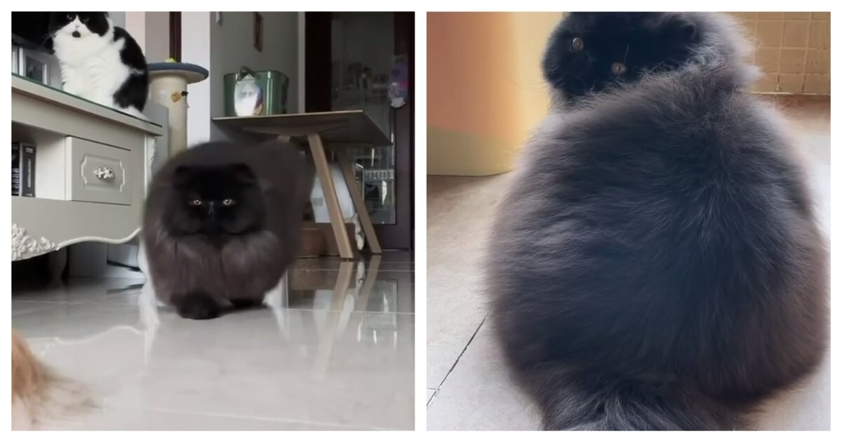 Привет от Дона Котлеоне