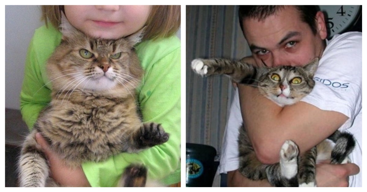 Кошкам тоже приходится несладко