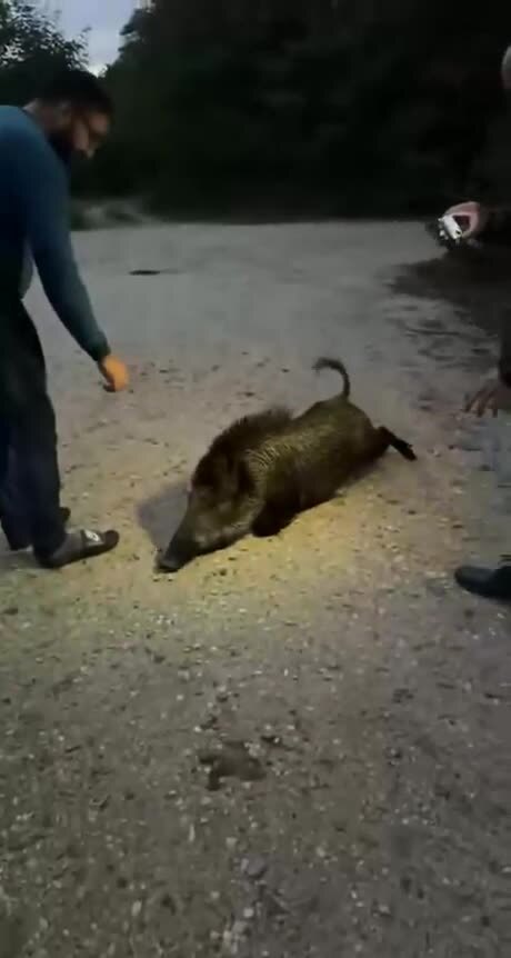 Рискованная затея - чесать )