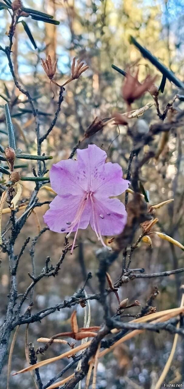 В Хакасии рядом с посёлком Майна зацвёл багульник и ромашки