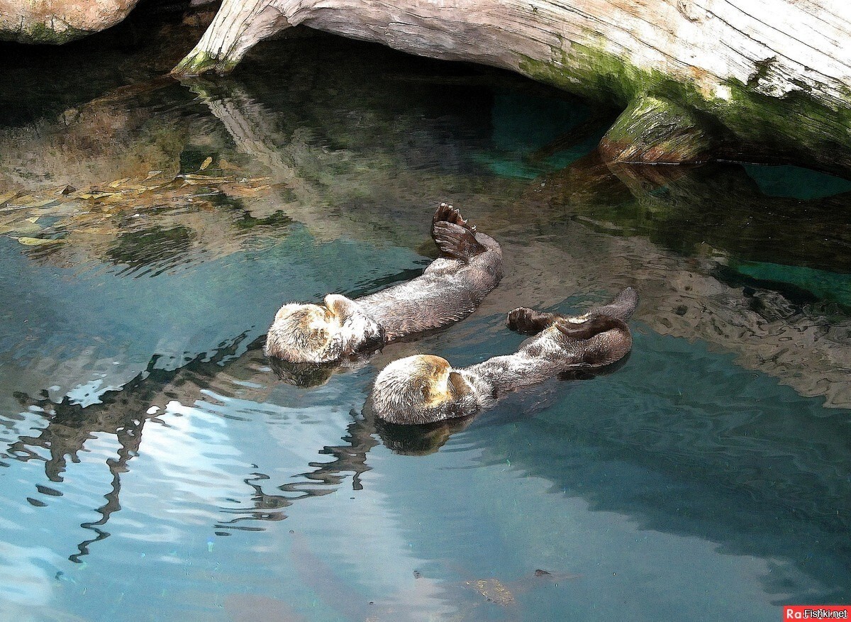 Вдвоём веселее