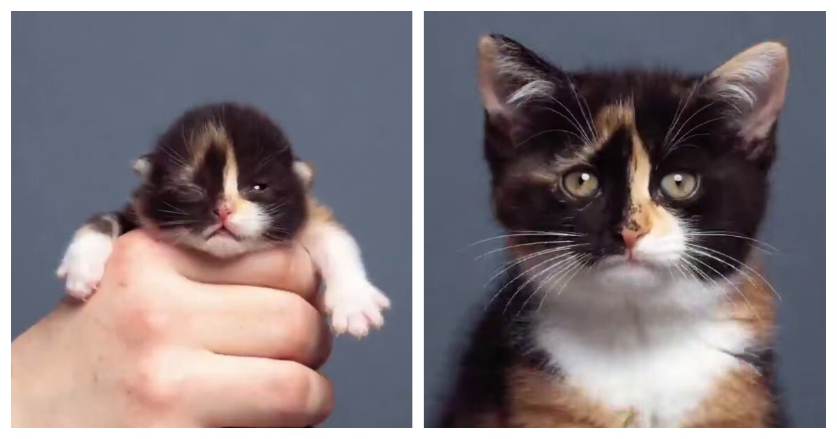 Таймлапс взросления котёнка