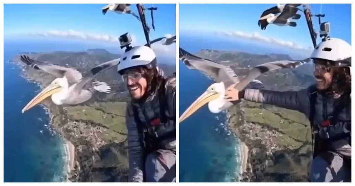 Пеликан присоединился к парапланеристу во время полёта