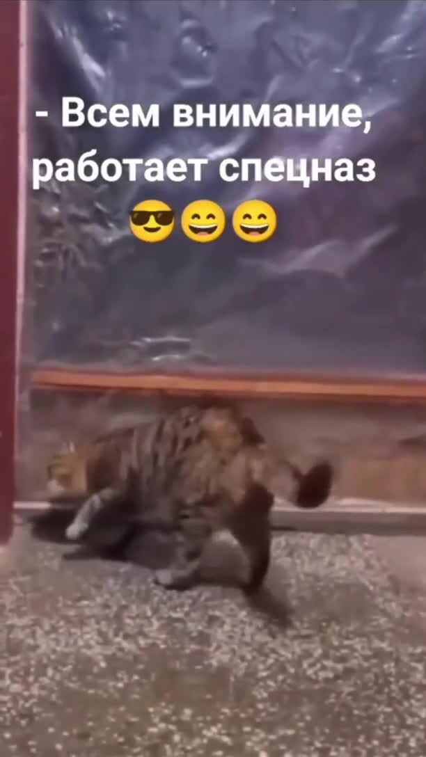 "Спецназовец"