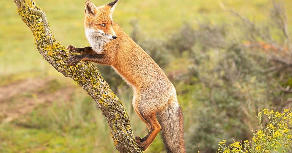 Лисы гораздо удивительнее, чем кажется — вот 31 доказательство