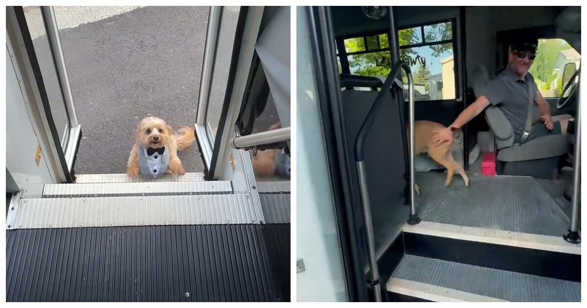 Водитель автобуса для собак: работа мечты