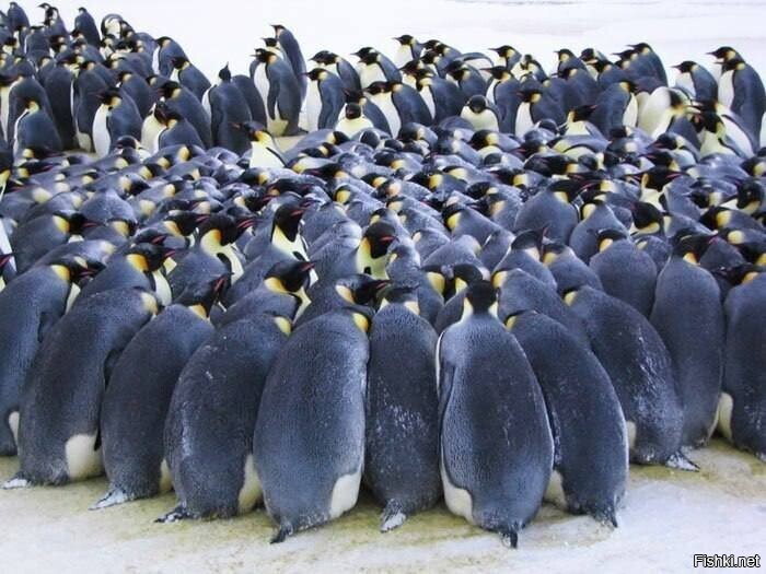 Когда мороз опускается до - 40, и ветер дует со скоростью 40 метров в секунду...