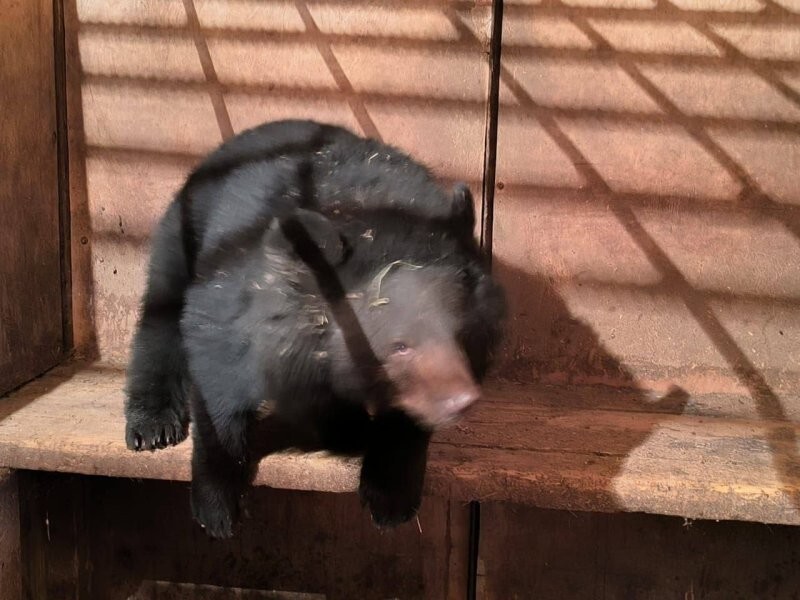 В Приморье гималайский медведь пришёл в одну из местных школ