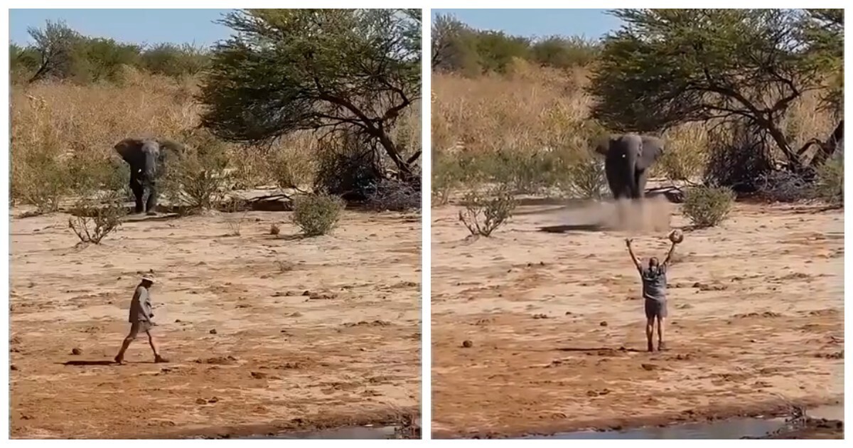 Мужчина остановил несущегося слона неожиданным жестом