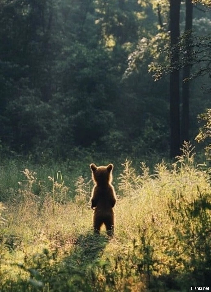 Когда деревья были большими