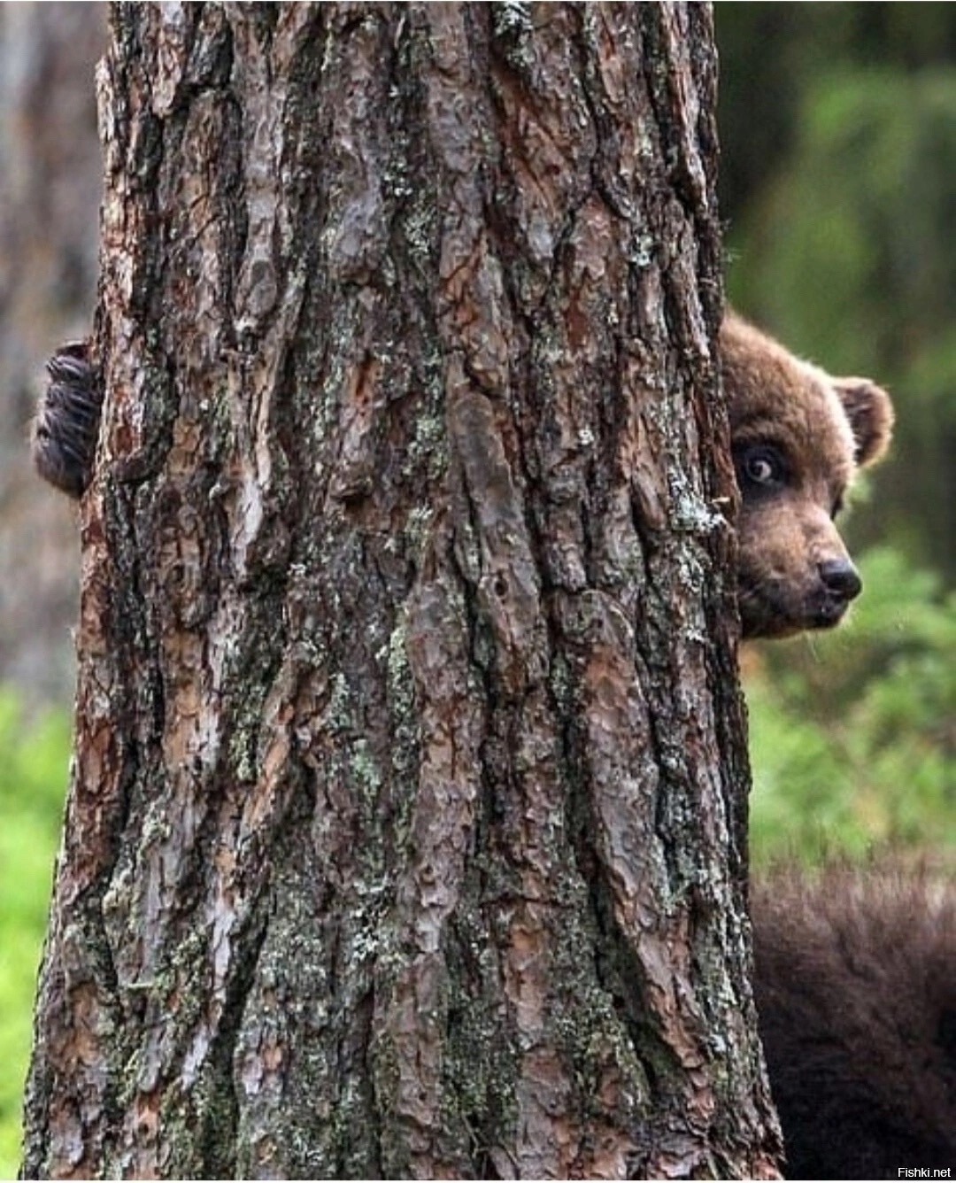 Найди грозного дикого зверя