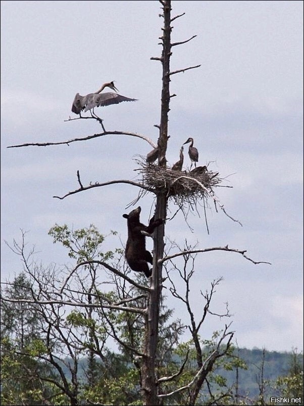 Кажется это неправильные пчелы