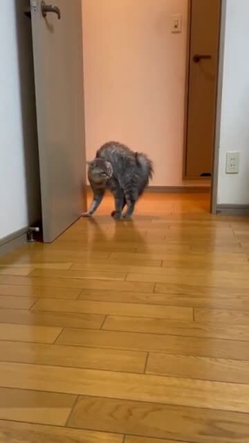 Тыгдык с выходом