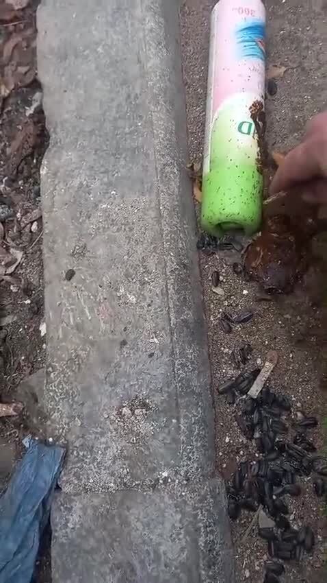 Очередное автобыдло в северной столице