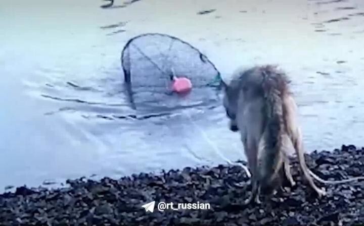 Дикие волки в Канаде научились пользоваться сетями, чтобы вытащить и съесть д...