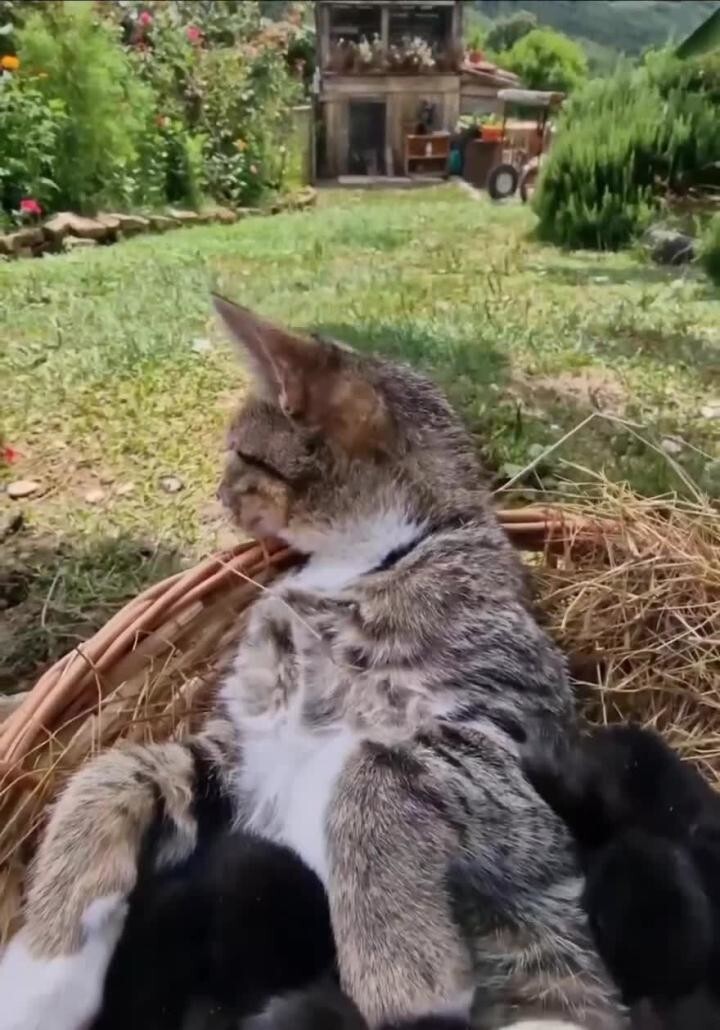 Приемная мама