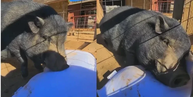 Нашёл счастье: домашний кабанчик стал мегазвездой из-за реакции на подарок хозяйки