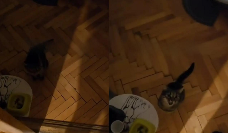 Домашний кот ведет себя так, словно он NPC в игре