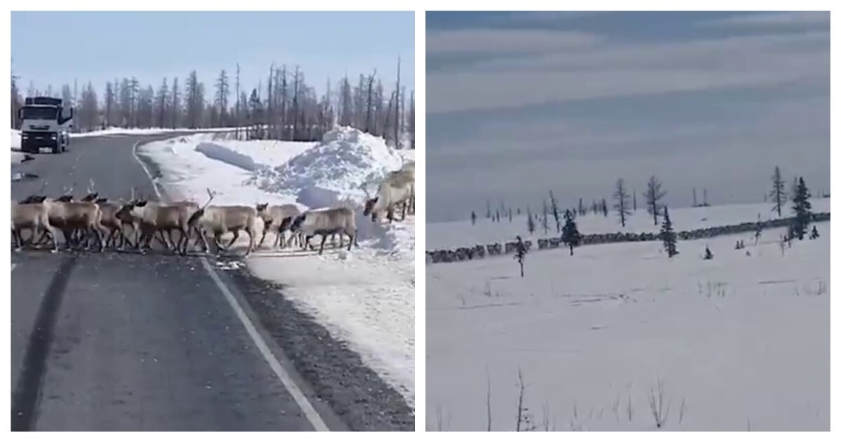 Стадо оленей перекрыло дорогу на Камчатке