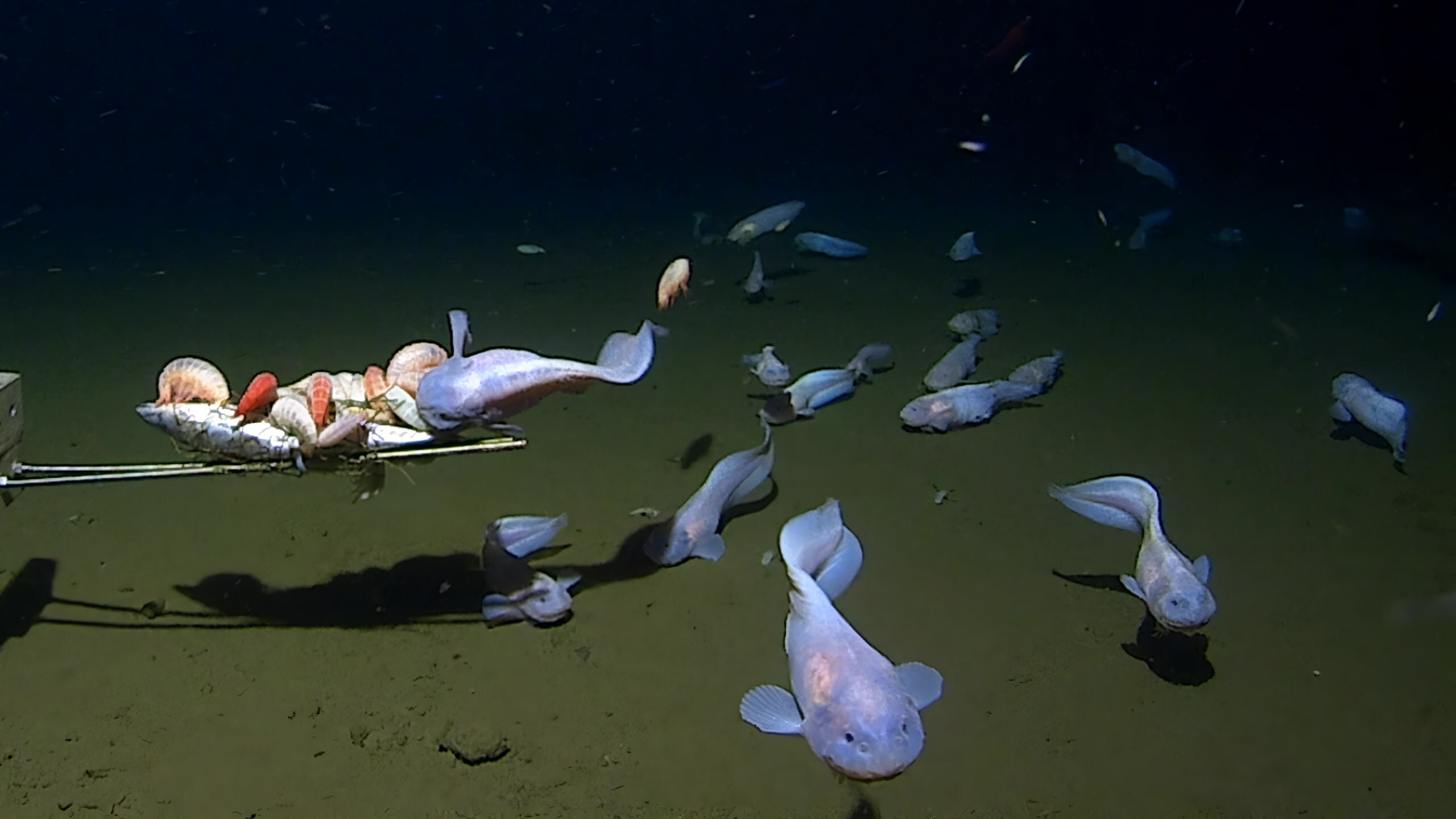 Самые глубоководные рыбы из известных на сегодня науке