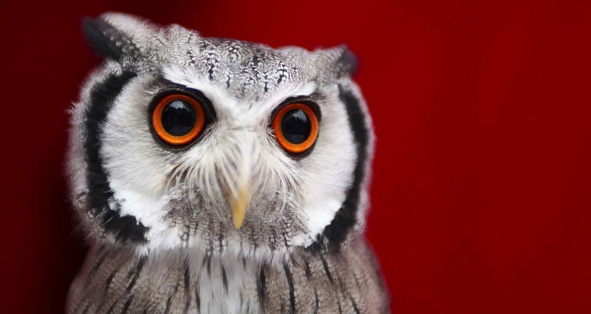 Очаровательные совы