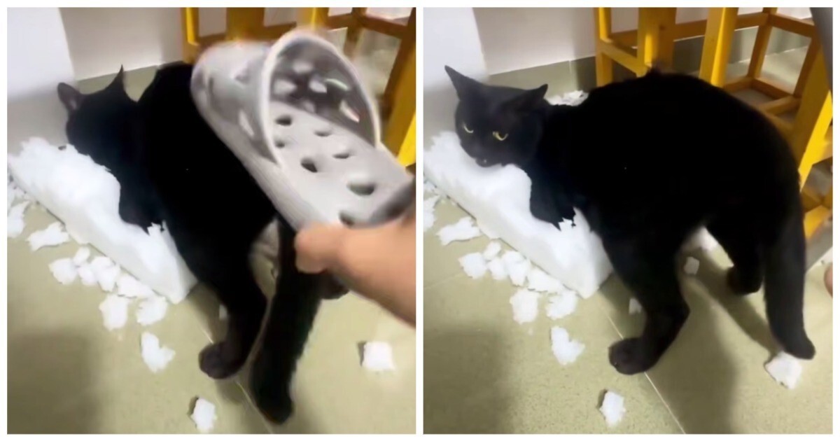 Кошка, которая любит пожёстче