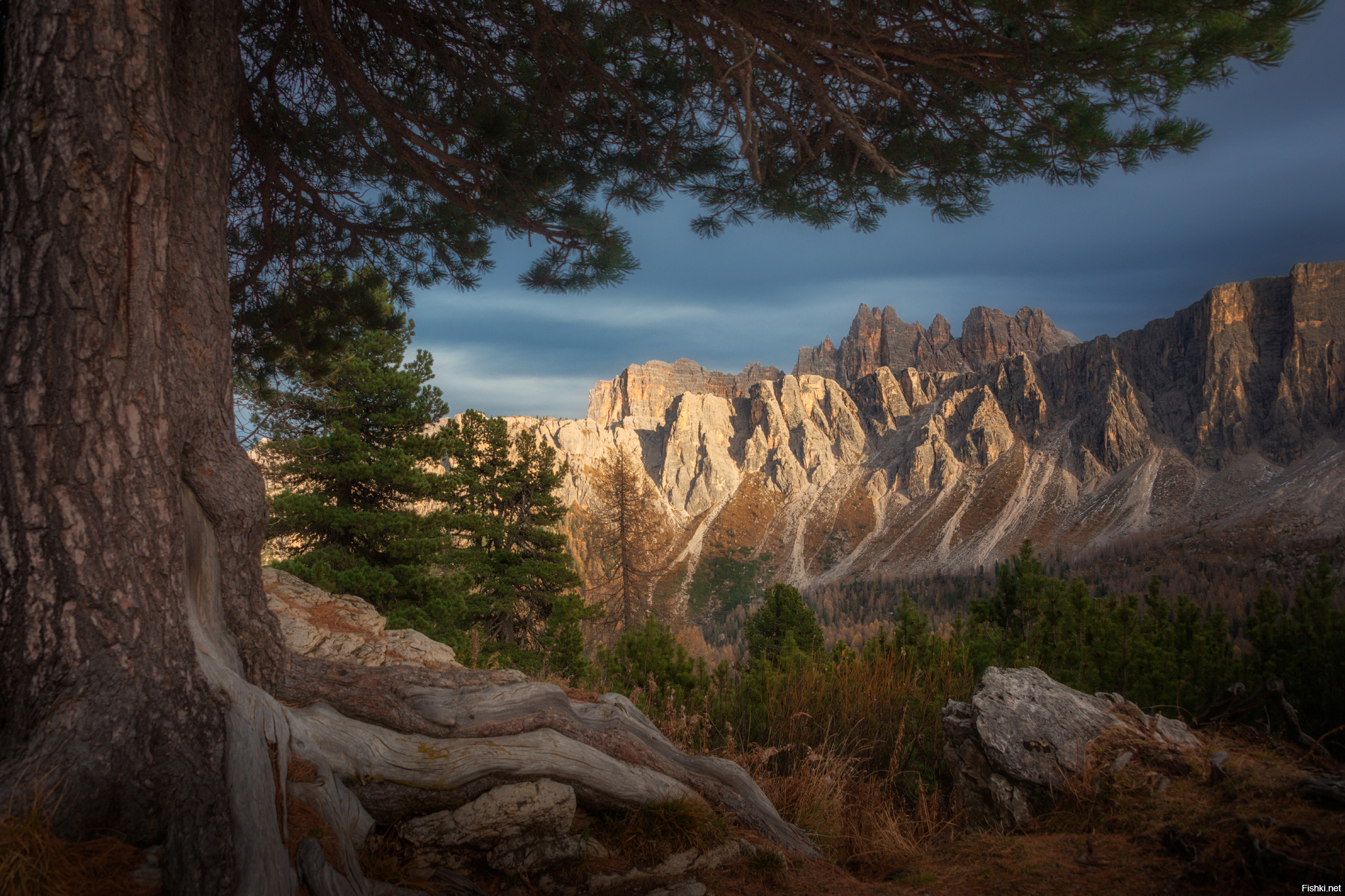 Сосна и скалы⁠